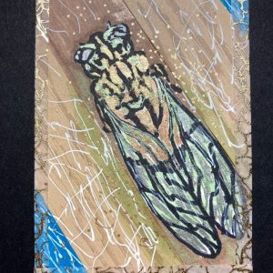 Cicada Life