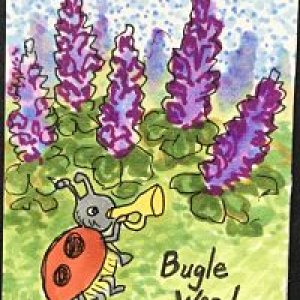 Bugle Weed