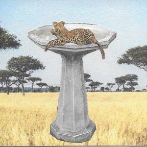 Surreal_Leopard_Bath.jpg