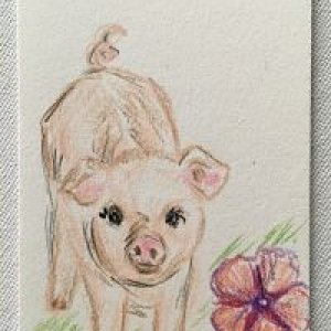 Petunia/Petunia