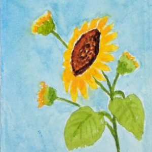 Sunflower 1
