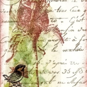 Rose III