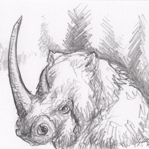Woolly Rhino