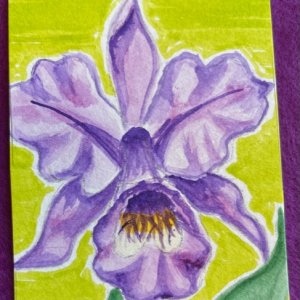 "Orchid" for Mid-Feb. PAT