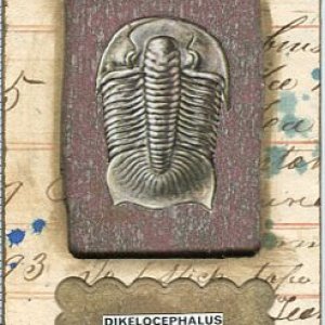 #1193 Dikelocephalus Speciman  Card #1
