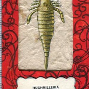 #1194  Hughmilleria  Speciman Card #2