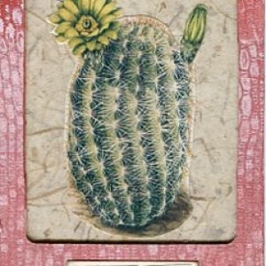 #1196  Echinocereus viridiflorus (Hen and Chicks)  Speciman Card #4