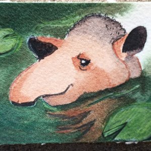 Chillin' Tapir