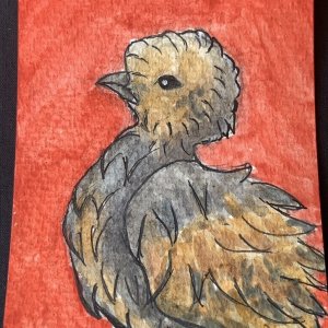 Chickens/Poultry Set