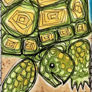 Tortoises: Jamie McJamerton