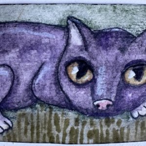Grey kitty