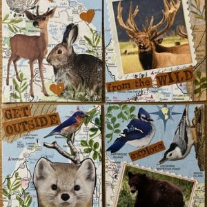 North American Animal Swap