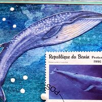 Blue_Whale.jpg