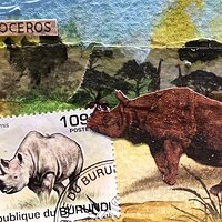 Black-Rhino.jpg