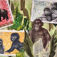 Mountain_Gorilla.jpg