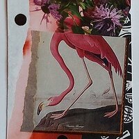 Traded FLAMINGO