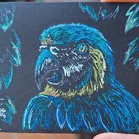 Blue Macaw.jpg