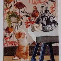 Traded CURIOUS KITTEN