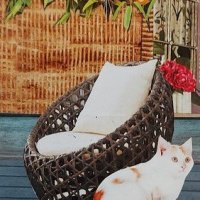 Traded PATIO CAT