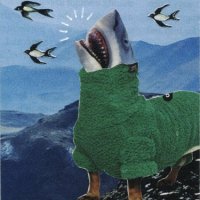 Shark-bark