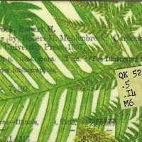 Library Card Swap Ferns