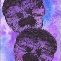 Color Cube Pansies