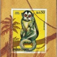 MM Atart Paraguay monkey