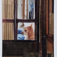 Traded WINDOW SITTER