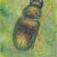 Iridescent Beetle (crepidodera aurea).jpeg