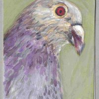 Iridescent Pigeon.jpeg