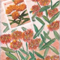 Earthdayathon02 butterfly milkweed.jpg