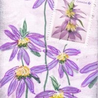 Earthdayathon03 spotted bee balm.jpg