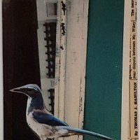 Traded AT THE AVIARY