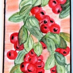 Cranberries