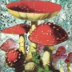 HC Athon Amanita Mushroom