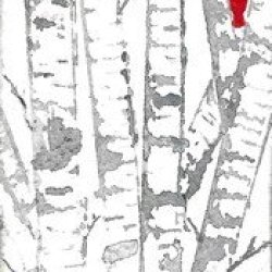 Cardinal in birches
