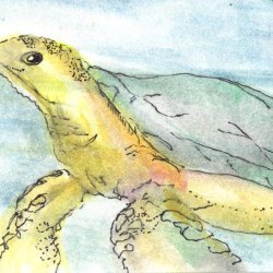 Hawksbill Sea Turtle