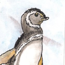 Magellanic Penguin