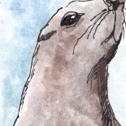 Sea Lion