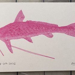 Pink Catfish