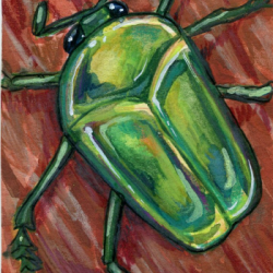 Beetle