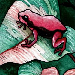 (Available) Dart Frog Time