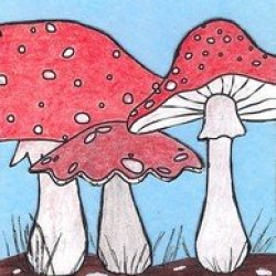 10th Color Cube Mushrooms.jpg