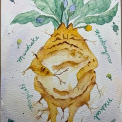 Mandrake