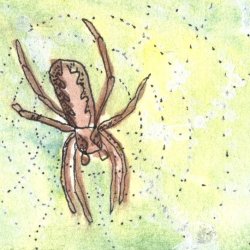 Spider on Web