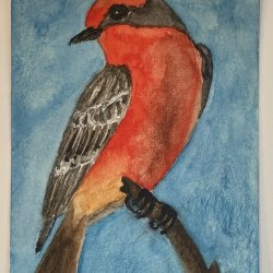 Vermilion Flycatcher