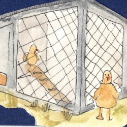 Animal House - Chicken Coop
