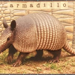 Animal parade - ABC 2/4