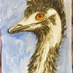 E is for Emu.jpeg