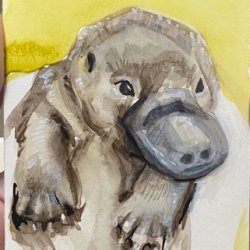 D is for Duckbilled Platypus.jpeg